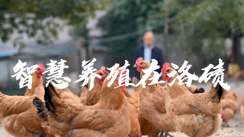 耐高温酶型号参数解析：揭秘高效酶制剂的奥秘