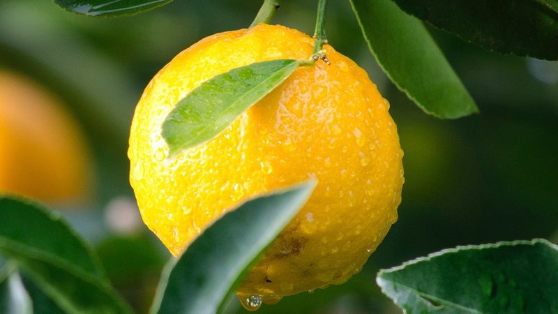 疫苗类生物制品厂家排名：揭秘行业实力与选择标准